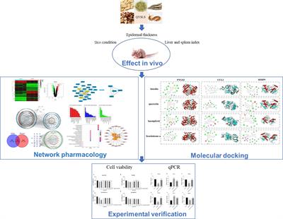 Exploration of the Potential Mechanism of Qi Yin San Liang San Decoction in the Treatment of EGFRI-Related Adverse Skin Reactions Using Network Pharmacology and In Vitro Experiments